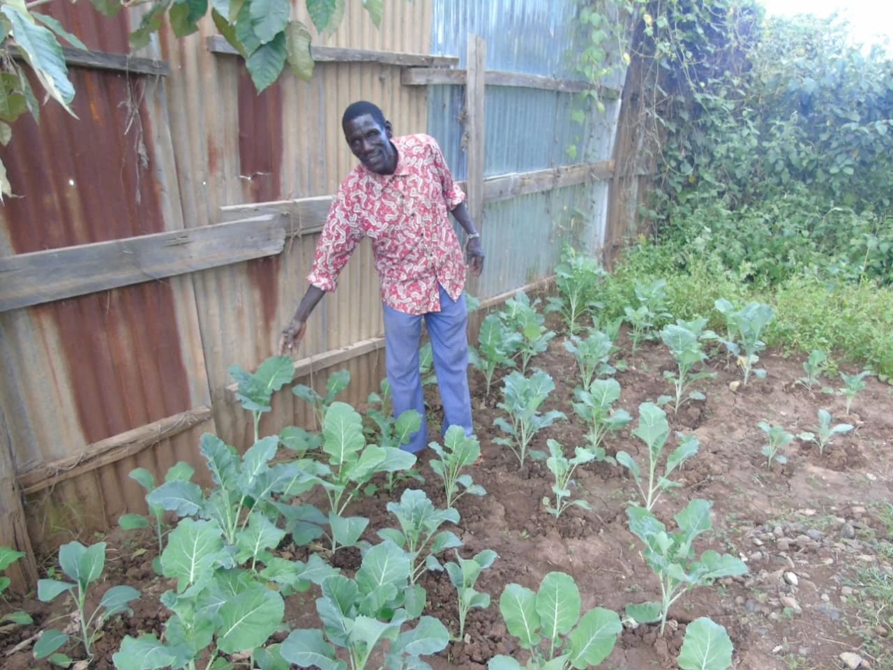Evidence of successful vegetable production under the household nutrition and food security initiative, demonstrating adoption of climate-smart kitchen gardening practices.